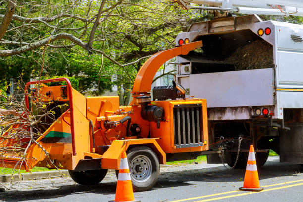 How Our Tree Care Process Works  in  Montesano, WA